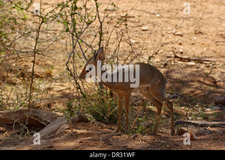 Antilope Kirks Dikdik (Madoqua Kirkii), Samburu Nationalpark Stockfoto