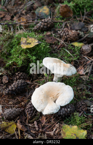 Holz Igel Pilz: Hydnum Repandum. Unter Nadelbäumen wachsen. Surrey, England Stockfoto
