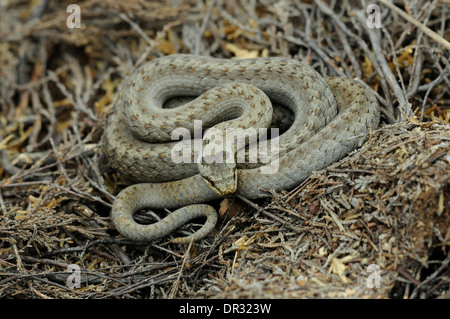 Schlingnatter (Coronella Austriaca) in Heide unter Etagen. Stockfoto