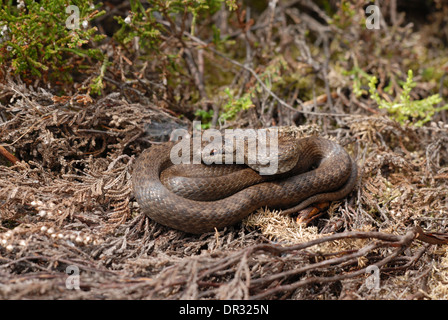 Schlingnatter (Coronella Austriaca) in Heide Lebensraum. Stockfoto