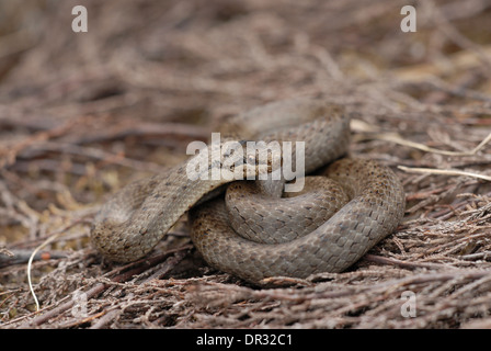 Schlingnatter (Coronella Austriaca) in Heide Schutt Stockfoto