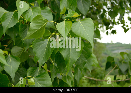 Schwarz-Pappel, Populus Nigra, verlässt Stockfoto