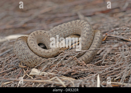 Schlingnatter (Coronella Austriaca). Erwachsenen in Heide Schutt. Stockfoto