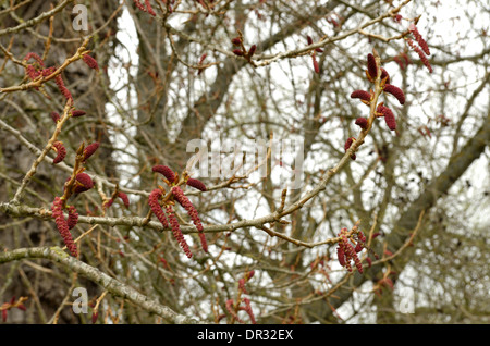 Schwarz-Pappel, Populus Nigra, männlichen Kätzchen Stockfoto