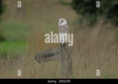 Schleiereule (Tyto Alba) thront auf einem Fußweg-Schild. Stockfoto