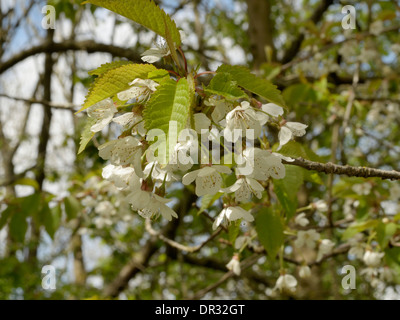 Wilde Kirsche, Prunus Avium Blumen Stockfoto