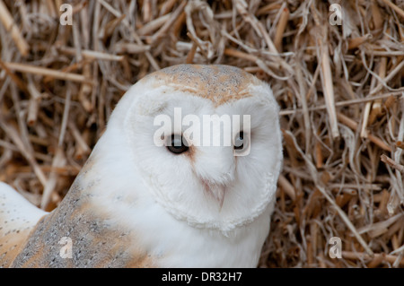 Schleiereule (Tyto Alba). Nahaufnahme des Gesichts. Stockfoto