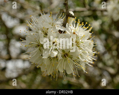 Wilde Pflaume, Prunus Domestica Blumen Stockfoto