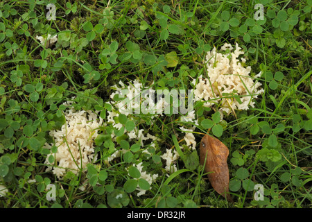 Weiße Koralle Pilz, Ramariopsis kunzei Stockfoto