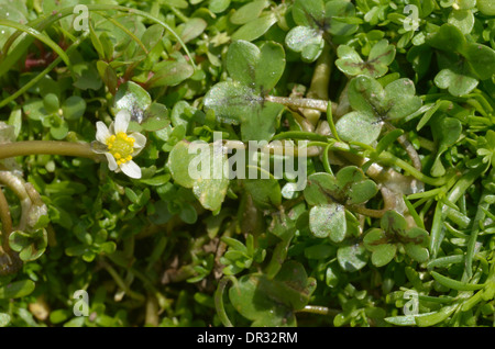 Efeu-leaved Crowfoot, Ranunculus hederaceus Stockfoto