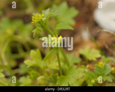 Kleine Blumen Hahnenfuß, Ranunculus parviflorus Stockfoto