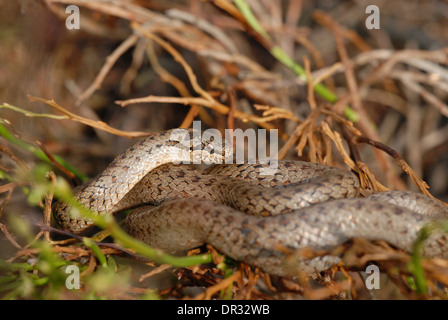 Schlingnatter (Coronella Austriaca), Erwachsene in Heide schrubben. Stockfoto