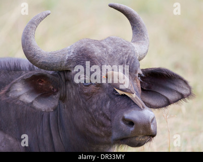 Yellow-billed Oxpecker auf Kaffernbüffel in Kenia Stockfoto