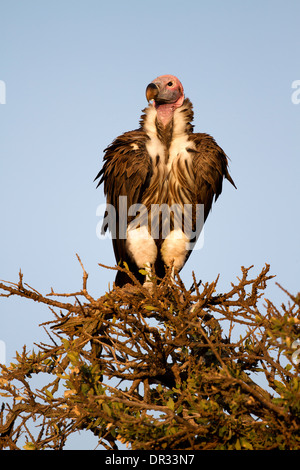 Ohrengeier-faced Vulture thront auf Baum im Mara Reserve, Kenia Stockfoto