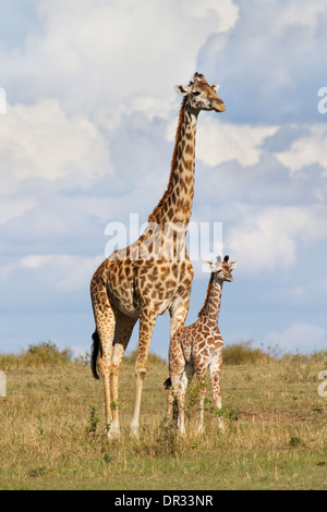 Mutter und Baby Giraffe in der Mara-Reservat in Kenia Stockfoto