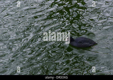 Eurasischen Blässhuhn, Fulica atra schwimmen auf Wasser im Winter Stockfoto