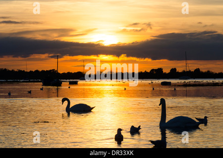 Höckerschwäne und Möwen auf Chichester Hafen von Bosham. Sonnenuntergang. November. Sussex, UK. Stockfoto