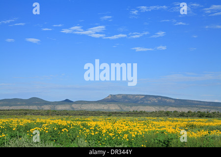 Gelbe Wildblumen auf Lava Feld, El Malpais National Monument, New Mexico USA Stockfoto