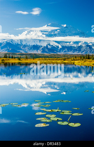 North Face von Denali (ehemals Mt. McKinley) in einer Tundra Teich mit Seerosen mit Herbst Farbe reflektiert. Denali National Park, Alaska Stockfoto