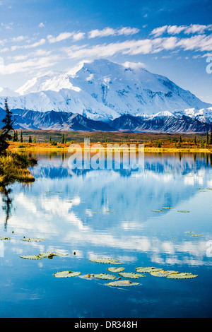 North Face von Denali (ehemals Mt. McKinley) in einer Tundra Teich mit Seerosen mit Herbst Farbe reflektiert. Denali National Park, Alaska Stockfoto