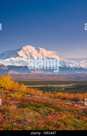 Abendlicht auf North Face von Denali (ehemals Mt. McKinley) mit Fall Farben aus einem Ridge in der Nähe von Wonder Lake Campground. Denali National Park, Alaska Stockfoto