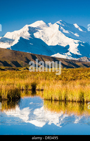 Osten Angesichts der Denali (ehemals Mt. McKinley) in der Tundra Teich mit Herbstfarben im Denali National Park, Alaska wider. Stockfoto