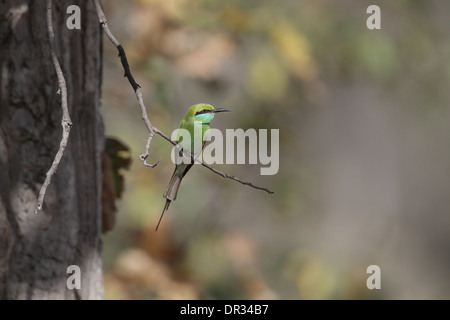 (Wenig) Grün Bienenfresser Merops Orientalis, bei Jagd Barsch Stockfoto