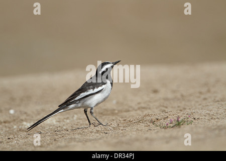 Weißer-browed Bachstelze, Motacilla maderaspatensis Stockfoto