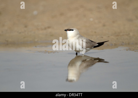 Kleine (kleine) Brachschwalbe, Glareola Lactea Pfütze trinken Stockfoto