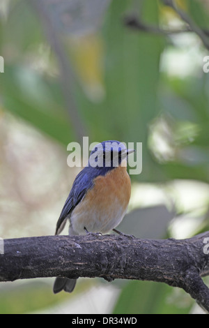 Die Tickell blau Flycatcher, Cyornis tickelliae Stockfoto