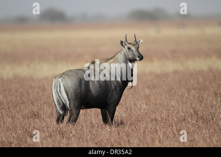 Jackale (Bluebull), Boselaphus Tragocamelus, Männchen Stockfoto