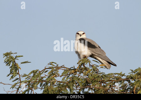 Gleitaar, Elanus caeruleus Stockfoto