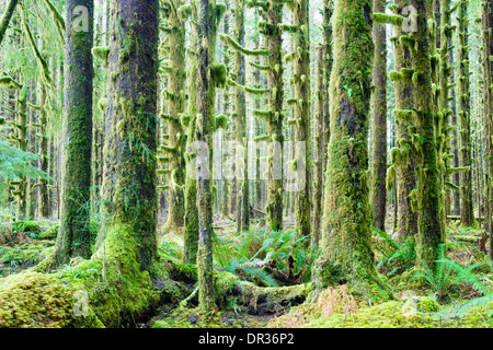 Zeder Bäume Deep Forest Green Moss überdachte Wachstum Hoh Regenwald Stockfoto