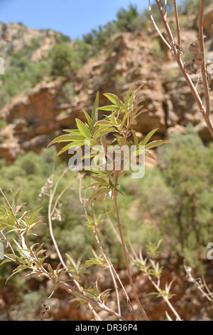 Flora vor der Kulisse von trockenem rotem Felsen im Atlasgebirge, Marokko. Nordafrika. Stockfoto