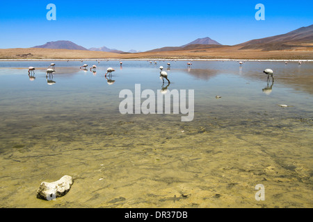 Flamingos am See in den Anden, Bolivien. Stockfoto