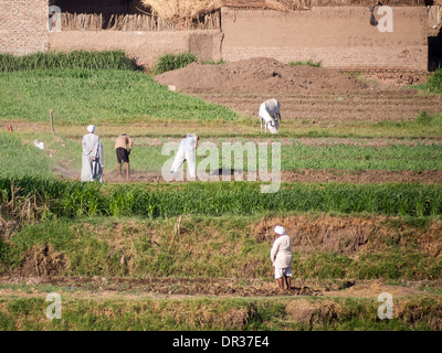 Ägyptische Arbeiter arbeiten in einem Feld am Ufer des Flusses Nil Stockfoto