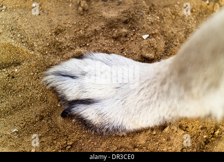Die Hundepfote Stockfoto