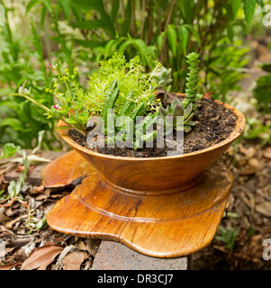 Gruppe von Sukkulenten Pflanzen wachsen in aufwändigen Hand gemacht Holzschale Stockfoto