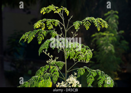 Moringa Oleifera, Drumstick Tree / The Wunderbaum blüht. Indien Stockfoto