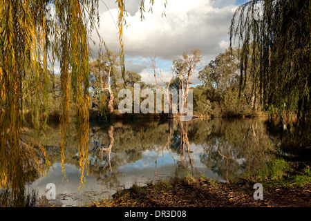 Weiden, die Gestaltung der Landschaft des Darling River mit Wäldern und Wolken spiegeln sich in ruhigem Wasser an der Grenze Stadt von Wentworth NSW Stockfoto