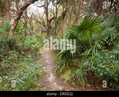 Schmalen Wanderweg durch Küstenwald Landschaft mit Palmen am Hut Kopf National Park NSW Australia Stockfoto