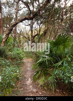 Schmalen Wanderweg durch Küstenwald Landschaft mit Palmen am Hut Kopf National Park NSW Australia Stockfoto