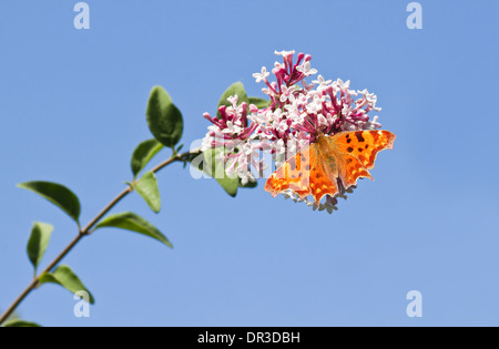 Komma Schmetterling Fütterung auf Syringa Blumen mit blauer Himmelshintergrund Stockfoto