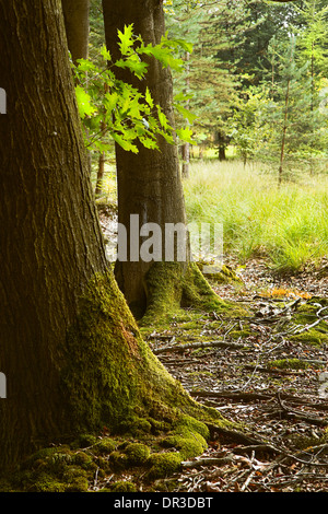 Eichenstämmen mit Moose in den Wald im Sommer Stockfoto