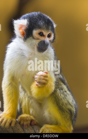 Eichhörnchen oder Schädel Affe sitzt auf Seil Stockfoto