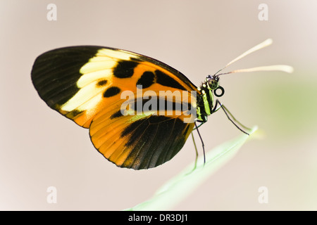 Tropischer Schmetterling Heliconius Numata Aurora lebt in Südamerika Stockfoto