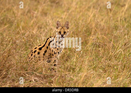 Serval Katze, Leptailurus Serval Jagd Stockfoto