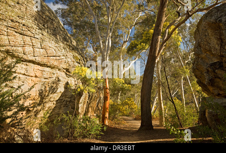 Wanderweg durch Waldlandschaft mit Granitfelsen und Flechtwerk Blumen an Dunns Sumpf im Wollemi Nationalpark NSW Aus Stockfoto