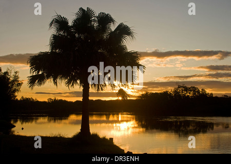 Sonnenuntergang über Myall River mit Palme Neben ruhigen goldenen Wassers Silhouette gegen den Himmel in Great Lakes Region von NSW Australia Stockfoto