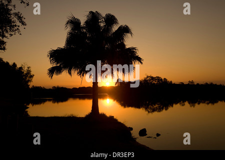 Sonnenuntergang über Myall River mit Palme von ruhigem goldene Wasser Silhouette gegen orangefarbenen Himmel in Great Lakes Region New South Wales Australien Stockfoto